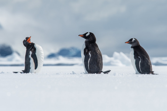 Обои картинки фото животные, пингвины, зима