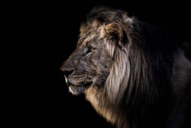Обои картинки фото животные, львы, черный, фон, анфас, морда