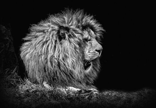 Обои картинки фото животные, львы, черный, фон, анфас, грива
