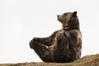 Картинка животные медведи медведь
