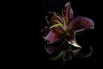Картинка цветы лилии +лилейники лилия