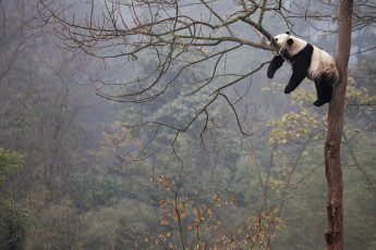 Картинка животные панды дерево ветки спит панда