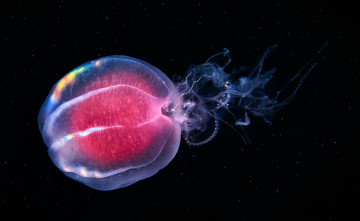 Картинка гребневик+берое животные медузы глубина медуза