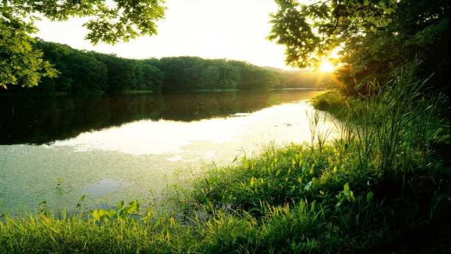 Обои картинки фото лето, природа, реки, озера, зелень, река, лес