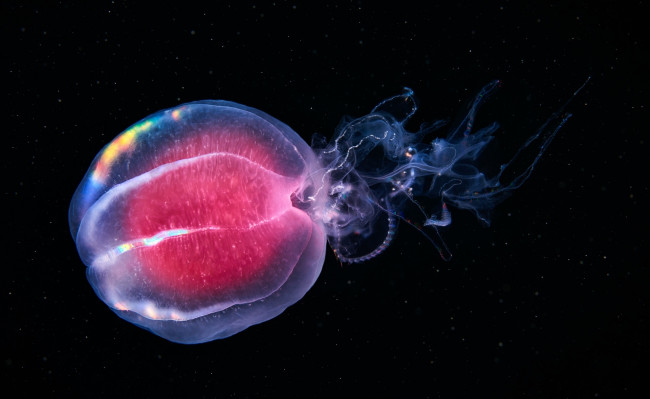 Обои картинки фото гребневик берое, животные, медузы, глубина, медуза