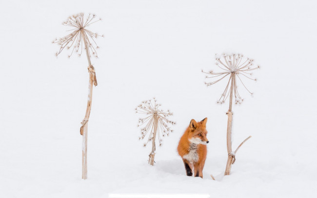 Обои картинки фото животные, лисы, зонтики, снег, лиса