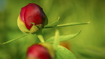 Картинка цветы пионы красный пион макро бутон
