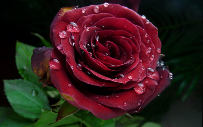 Обои картинки фото цветы, розы, капли, роза, бордо, макро