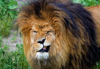 Картинка животные львы оскал гримаса грива хищник