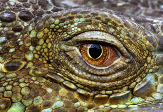 Картинка разное глаза крокодил