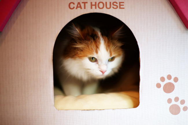 Обои картинки фото животные, коты, рыжий, домик