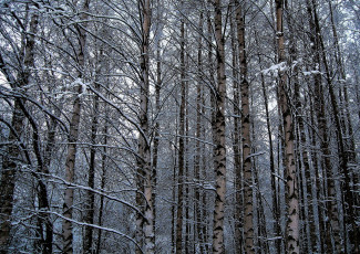 Картинка природа лес зима