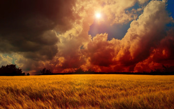 Картинка wheat природа поля поле солнце тучи