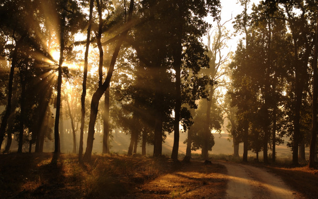Обои картинки фото forest, природа, дороги, лес, дымка, рассвет
