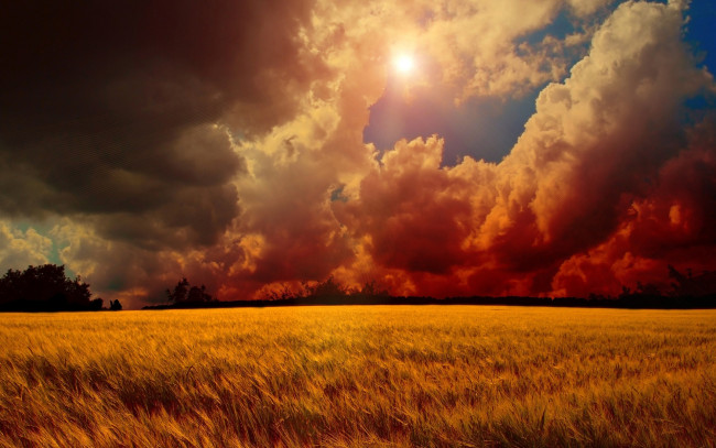 Обои картинки фото wheat, природа, поля, поле, солнце, тучи