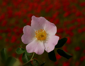 Картинка цветы шиповник тычинки фон макро цветок garmen solla