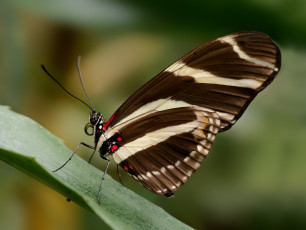 Картинка животные бабочки garmen solla травинка бабочка фон листик крылья усики