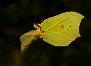 Картинка животные бабочки тёмный фон кокон жёлтая бабочка