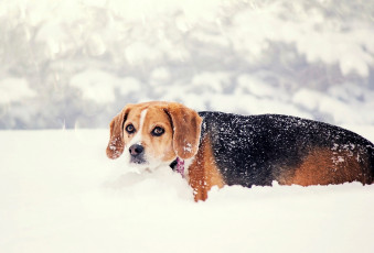 Картинка животные собаки собака взгляд снег природа зима