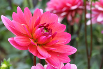 Картинка цветы георгины лепестки розовый цветение георгин