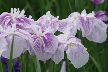 Картинка цветы ирисы ирис фиолетовый лепестки цветение