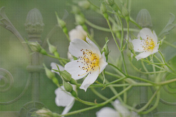 Картинка разное компьютерный+дизайн цветение лепестки бутоны белая роза цветы