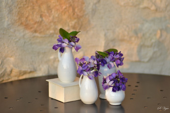 Картинка цветы фиалки ваза vase violet