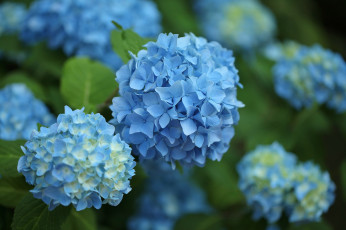 обоя цветы, гортензия, голубая