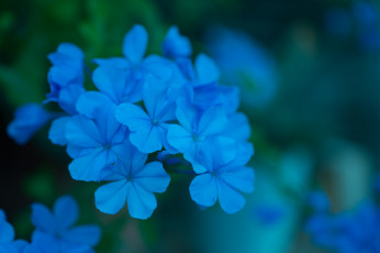 Картинка цветы плюмбаго+ свинчатка цветение лепестки синий плюмбаго