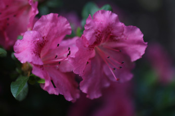 Картинка цветы рододендроны+ азалии розовая листья лепестки цветки азалия цветение