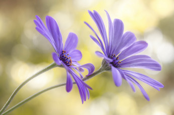 Картинка цветы ромашки цветение лепестки голубая ромашка