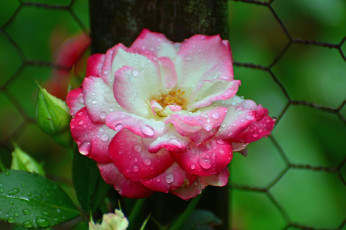 Картинка цветы розы bloom bud rose цветение бутон роза