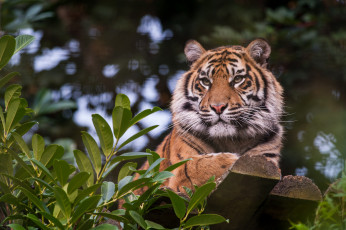 Картинка животные тигры тигр кошка отдых амурский