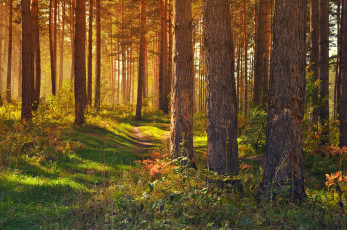Картинка природа лес тропинка дорожка трава деревья свет