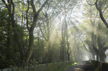 Картинка природа дороги лучи лес солнце дорожка деревья