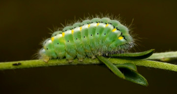 Картинка животные гусеницы garmen solla макро зелёная гусеница