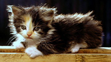 Картинка животные коты доски кошка взгляд котенок трехцветный