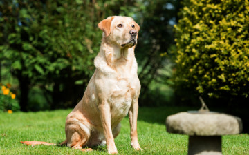 Картинка животные собаки собака пёс лабрадор трава