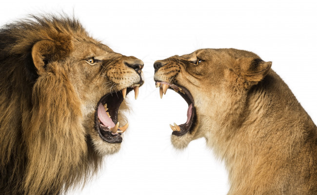 Обои картинки фото животные, львы, лев, два, клыки