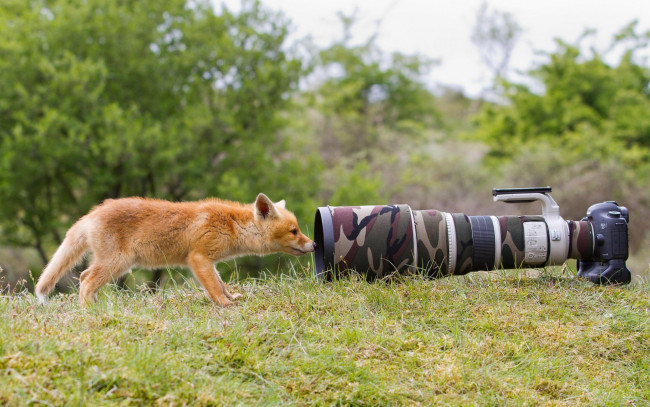 Обои картинки фото животные, лисы, лис, камера