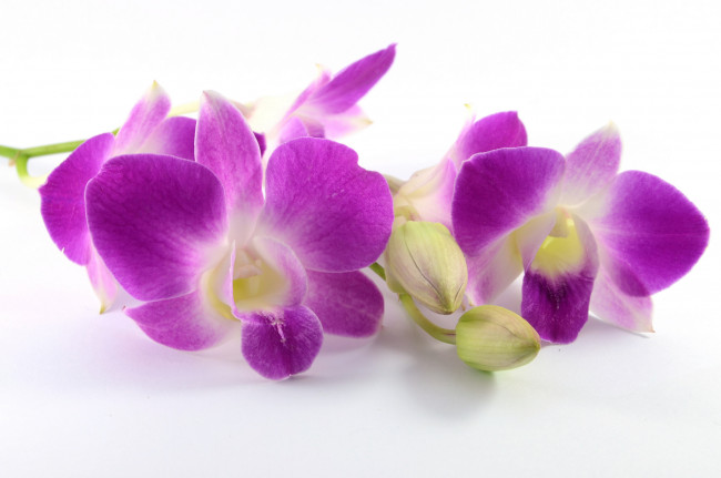 Обои картинки фото цветы, орхидеи, белый, фон, сиреневая, лепестки, цветение