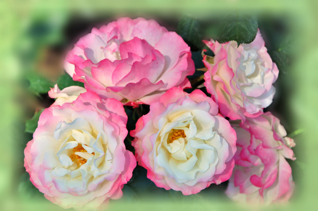 Обои картинки фото цветы, розы, крупным, планом, розовые