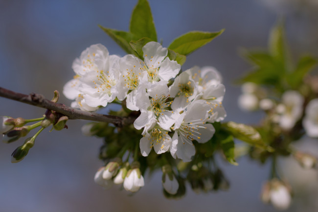 Обои картинки фото цветы, цветущие деревья ,  кустарники, ветка, branch, leaves, flowers, листья