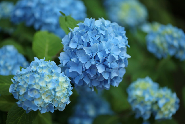 Обои картинки фото цветы, гортензия, голубая