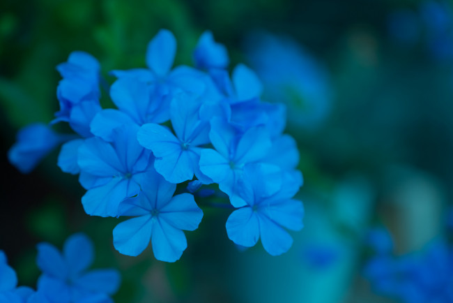 Обои картинки фото цветы, плюмбаго , свинчатка, цветение, лепестки, синий, плюмбаго