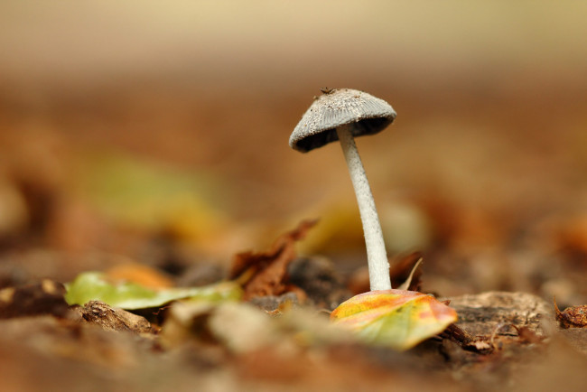 Обои картинки фото природа, грибы, листья, фон, гриб, грибок, макро, осень