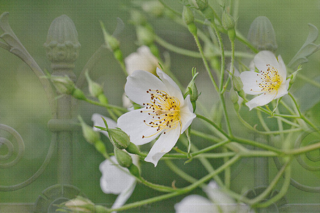 Обои картинки фото разное, компьютерный дизайн, цветение, лепестки, бутоны, белая, роза, цветы