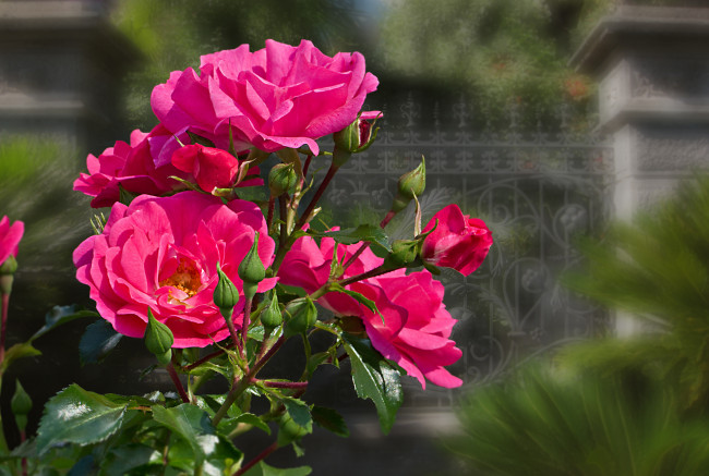 Обои картинки фото цветы, розы, blossoms, bud, leaves, бутон, petals, rose, цветение, листья, лепестки, роза