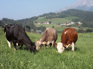 Картинка животные коровы +буйволы трава пастбище горы деревня дома