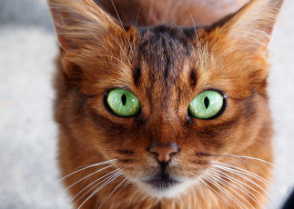 Картинка животные коты взгляд кот киса